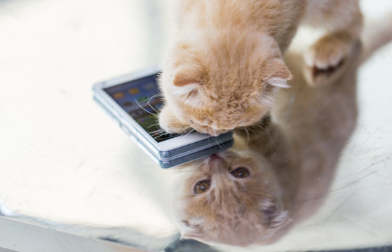 close up of scottish fold kitten with smartphone