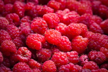 Lots of fresh bright red raspberries. Selective focus. Shallow d