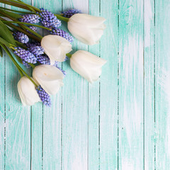 White tulips  and blue muscaries  flowers on light blue wooden b