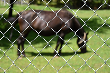 Horse behind a wire fence. Focus on the fence.