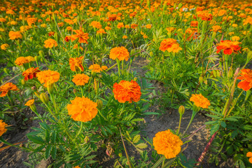 field of marigolds in close up