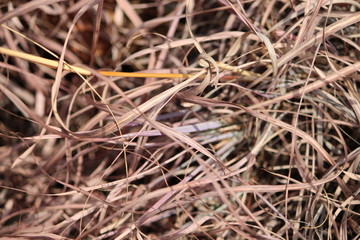 Close up of dry grass in a nature reserve
