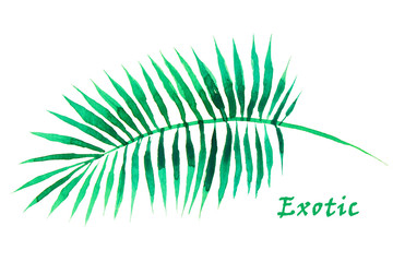 Palm leaves on the white background. Watercolor with tropical pl