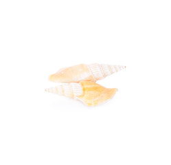 sea shell on white background