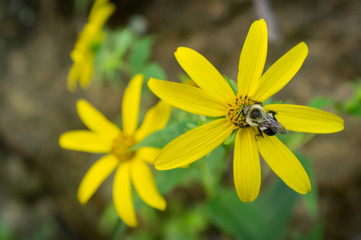 Common Eastern Bumblebee Flower
