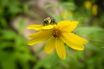 Common Eastern Bumblebee Flower