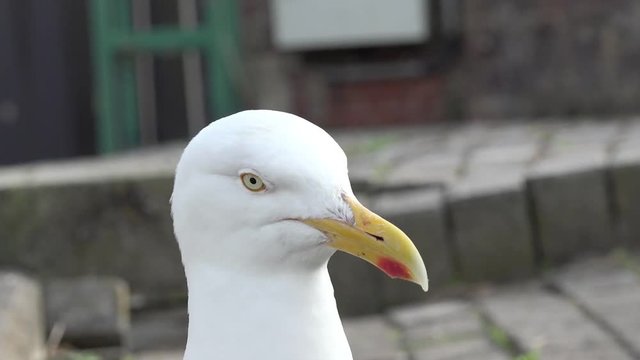 Seagull looking