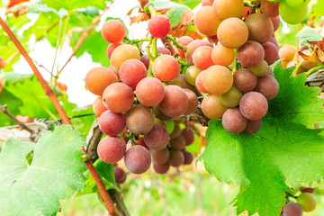 Ripe grapes in the vineyard,in the autumn season