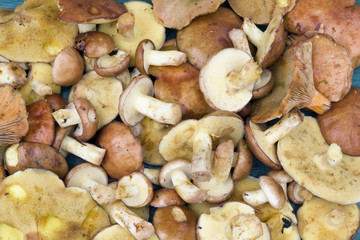 Slippery Boletus forest moshrooms