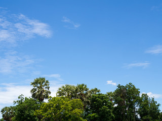 Fototapeta premium Lush green foliage and sky