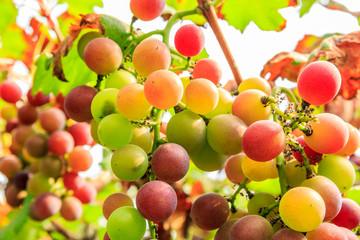 Ripe grapes in the vineyard,in the autumn season