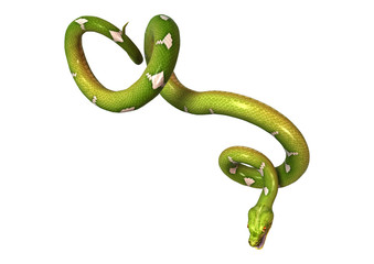 3D Rendering Green Tree Python on White