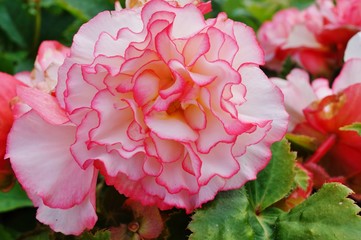 Pink begonia flowers in bloom