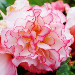 Pink begonia flowers in bloom