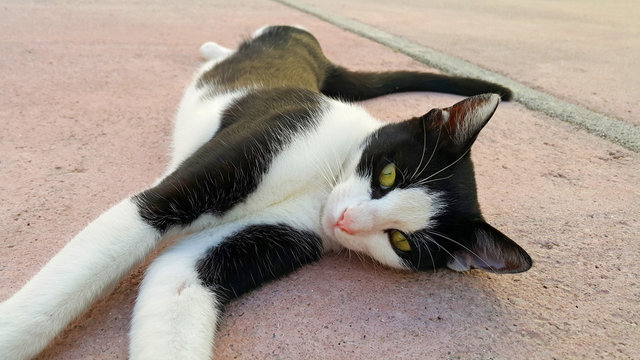 Junge Streunerkatze in Kroatien