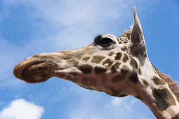 Giraffenkopf