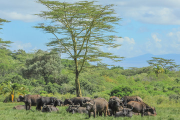 Naklejka premium Herd of African or Cape buffalo pictured in green grassland of the Arusha National Park, Tanzania, Africa. The buffalo is part of the Bid five. .