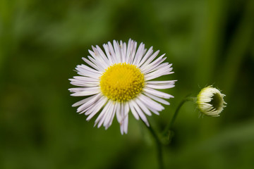 Fototapeta premium beautiful white wild flowers