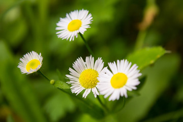 beautiful white wild flowers