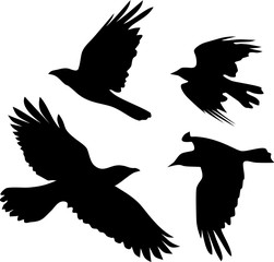 Silhouette of flying crow