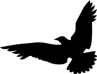 Silhouettes of flying seagull