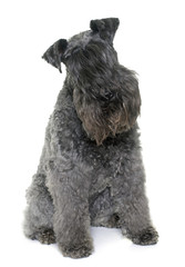 kerry blue terrier
