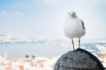 White seagull on fence of Galata Tower