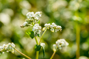 White Buckwheat Flower