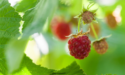 ripe raspberry close-up