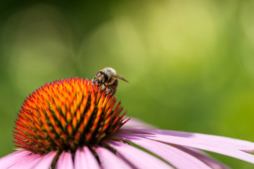 Bee sitting on Echinacea purpurea flower