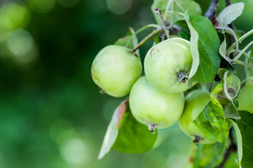 Green apples on a branch