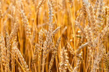 golden wheat field