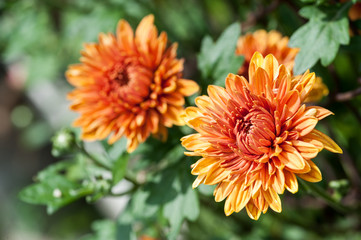 orange calendula flower close-up