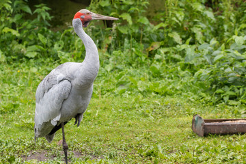 Brolga