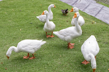 Geese and duck walking in grass, outdoor shot