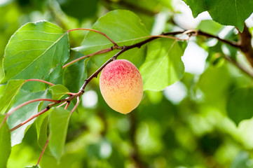 Apricot on a branch