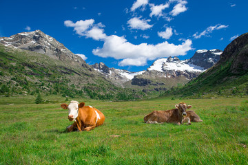 Fototapeta na wymiar Cows grazing in the high mountains on the Swiss Alps
