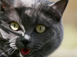 Katze hechelt vor Hitze