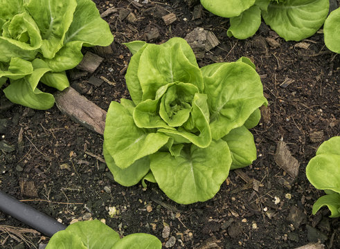 Butter head lettuce, hydroponic vegetable planting in soil.