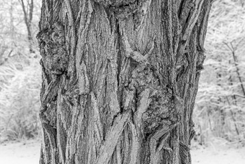 Tree trunk isolated in forest setting. Isolated tree trunk textures. Nature tree trunk isolated....