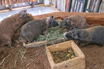 Group of guinea pig called Skinny pig eating grass in sand tray