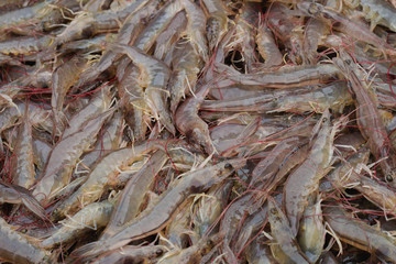 Background of Fresh shrimp
