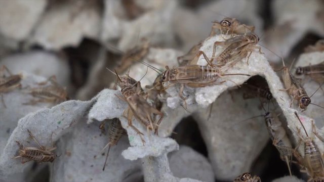 crickets in industrial farm