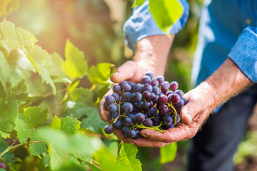 Senior man in blue shirt harvesting grapes in garden