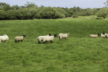 Fototapeta na wymiar Sheep's been out to pasture, Donegal, Ireland