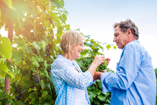 Senior couple in blue shirts holding bunch of grapes
