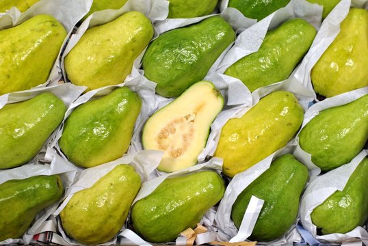 Guave (Psidium guajava)