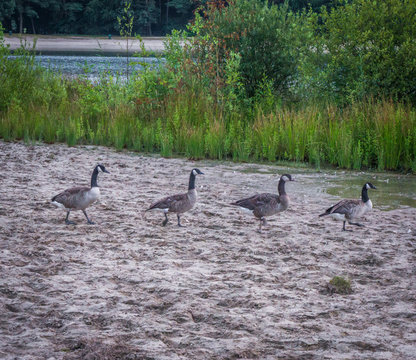 four canadian geese walking in line on the shore
