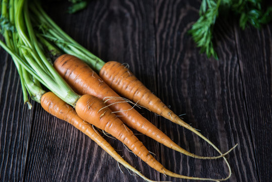 Freshly grown carrots