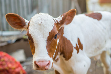newborn calf in the village © pelinoleg